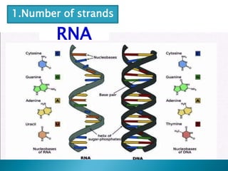 1.Number of strands
RNA