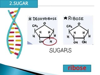 ribose
2.SUGAR