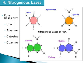  Four
bases are:
◦ Uracil
◦ Adenine
◦ Cytosine
◦ Guanine
4. Nitrogenous bases