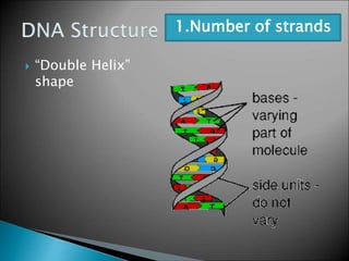  “Double Helix”
shape
1.Number of strands