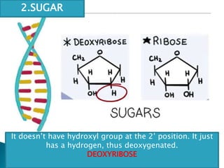 It doesn’t have hydroxyl group at the 2’ position. It just
has a hydrogen, thus deoxygenated.
DEOXYRIBOSE
2.SUGAR