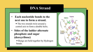DNA Strand
• Each nucleotide bonds to the
next one to form a strand.
 The two strands twist around a
central axis to form a double helix.
• Sides of the ladder alternate
phosphate and sugar
(deoxyribose)
 Rungs are held together by Hydrogen
bonds.
 