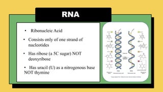 RNA
• Ribonucleic Acid
• Consists only of one strand of
nucleotides
• Has ribose (a 5C sugar) NOT
deoxyribose
• Has uracil (U) as a nitrogenous base
NOT thymine
 