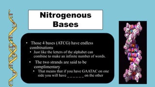 Nitrogenous
Bases
• Those 4 bases (ATCG) have endless
combinations
• Just like the letters of the alphabet can
combine to make an infinite number of words.
• The two strands are said to be
complimentary
• That means that if you have GAATAC on one
side you will have _ _ _ _ _ _ on the other.
 