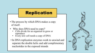 Replication
• The process by which DNA makes a copy
of itself.
• Why does DNA need to copy?
• Cells divide for an organism to grow or
reproduce
• Every new cell needs a copy of DNA
• In DNA replication enzymes work to unwind and
separate the double helix and add complimentary
nucleotides to the exposed strands
 