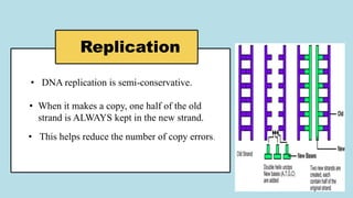 Replication
• DNA replication is semi-conservative.
• When it makes a copy, one half of the old
strand is ALWAYS kept in the new strand.
• This helps reduce the number of copy errors.
 