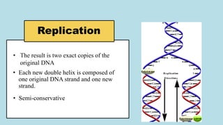 Replication
• The result is two exact copies of the
original DNA
• Each new double helix is composed of
one original DNA strand and one new
strand.
• Semi-conservative
 