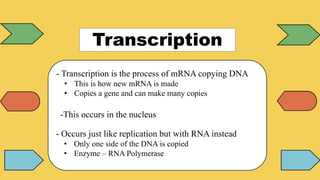 Transcription
- Transcription is the process of mRNA copying DNA
• This is how new mRNA is made
• Copies a gene and can make many copies
-This occurs in the nucleus
- Occurs just like replication but with RNA instead
• Only one side of the DNA is copied
• Enzyme – RNA Polymerase
 