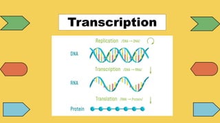 Transcription
 