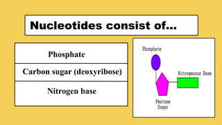 CHARACTERISTICS OF DNA
Nucleotides consist of…
Phosphate
Carbon sugar (deoxyribose)
Nitrogen base
 