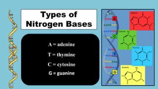 Types of
Nitrogen Bases
A = adenine
T = thymine
C = cytosine
G = guanine
 