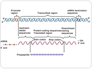 Upstream Region Dna y expresión genética | PPT