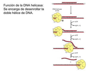 Función de la DNA helicasa:
Se encarga de desenrollar la
doble hélice de DNA.