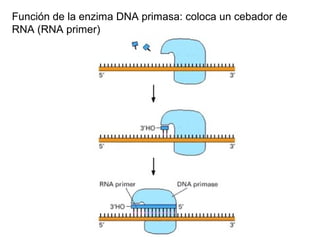Función de la enzima DNA primasa: coloca un cebador de
RNA (RNA primer)