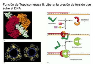 Función de Topoisomerasa II: Liberar la presión de torsión que
sufre el DNA.