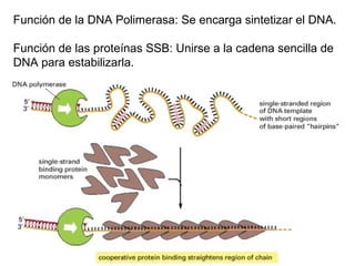 Función de la DNA Polimerasa: Se encarga sintetizar el DNA.
Función de las proteínas SSB: Unirse a la cadena sencilla de
DNA para estabilizarla.