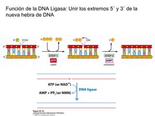 Función de la DNA Ligasa: Unir los extremos 5´ y 3´ de la
nueva hebra de DNA