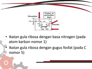 DNA by yunita and ribka | PPTX