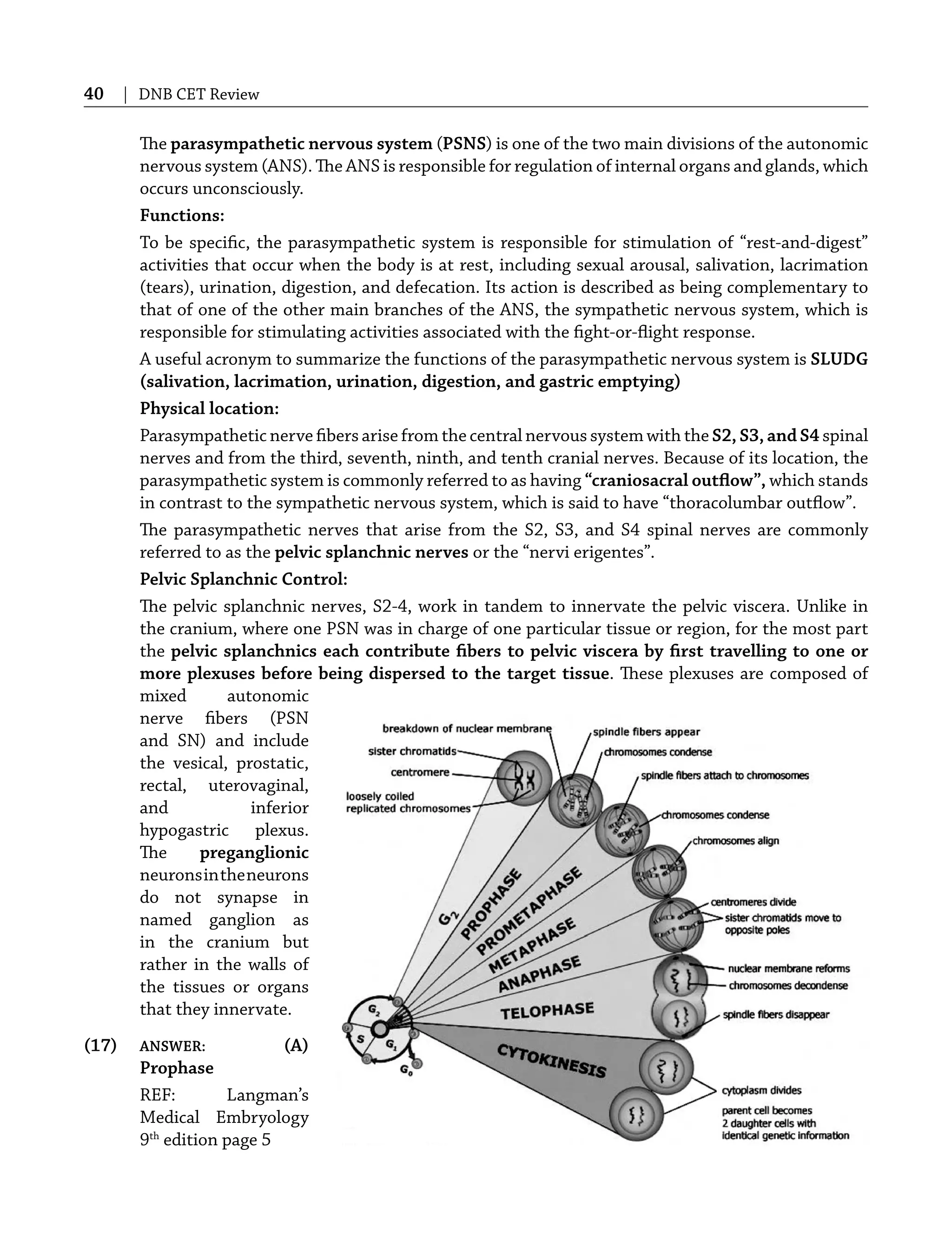 40 | DNB CET Review
The parasympathetic nervous system (PSNS) is one of the two main divisions of the autonomic
nervous system (ANS). The ANS is responsible for regulation of internal organs and glands, which
occurs unconsciously.
Functions:
To be speciﬁc, the parasympathetic system is responsible for stimulation of “rest-and-digest”
activities that occur when the body is at rest, including sexual arousal, salivation, lacrimation
(tears), urination, digestion, and defecation. Its action is described as being complementary to
that of one of the other main branches of the ANS, the sympathetic nervous system, which is
responsible for stimulating activities associated with the ﬁght-or-ﬂight response.
A useful acronym to summarize the functions of the parasympathetic nervous system is SLUDG
(salivation, lacrimation, urination, digestion, and gastric emptying)
Physical location:
Parasympathetic nerve ﬁbers arise from the central nervous system with the S2, S3, and S4 spinal
nerves and from the third, seventh, ninth, and tenth cranial nerves. Because of its location, the
parasympathetic system is commonly referred to as having “craniosacral outﬂow”, which stands
in contrast to the sympathetic nervous system, which is said to have “thoracolumbar outﬂow”.
The parasympathetic nerves that arise from the S2, S3, and S4 spinal nerves are commonly
referred to as the pelvic splanchnic nerves or the “nervi erigentes”.
Pelvic Splanchnic Control:
The pelvic splanchnic nerves, S2-4, work in tandem to innervate the pelvic viscera. Unlike in
the cranium, where one PSN was in charge of one particular tissue or region, for the most part
the pelvic splanchnics each contribute ﬁbers to pelvic viscera by ﬁrst travelling to one or
more plexuses before being dispersed to the target tissue. These plexuses are composed of
mixed autonomic
nerve ﬁbers (PSN
and SN) and include
the vesical, prostatic,
rectal, uterovaginal,
and inferior
hypogastric plexus.
The preganglionic
neuronsintheneurons
do not synapse in
named ganglion as
in the cranium but
rather in the walls of
the tissues or organs
that they innervate.
(17) ANSWER: (A)
Prophase
REF: Langman’s
Medical Embryology
9th
edition page 5
 
