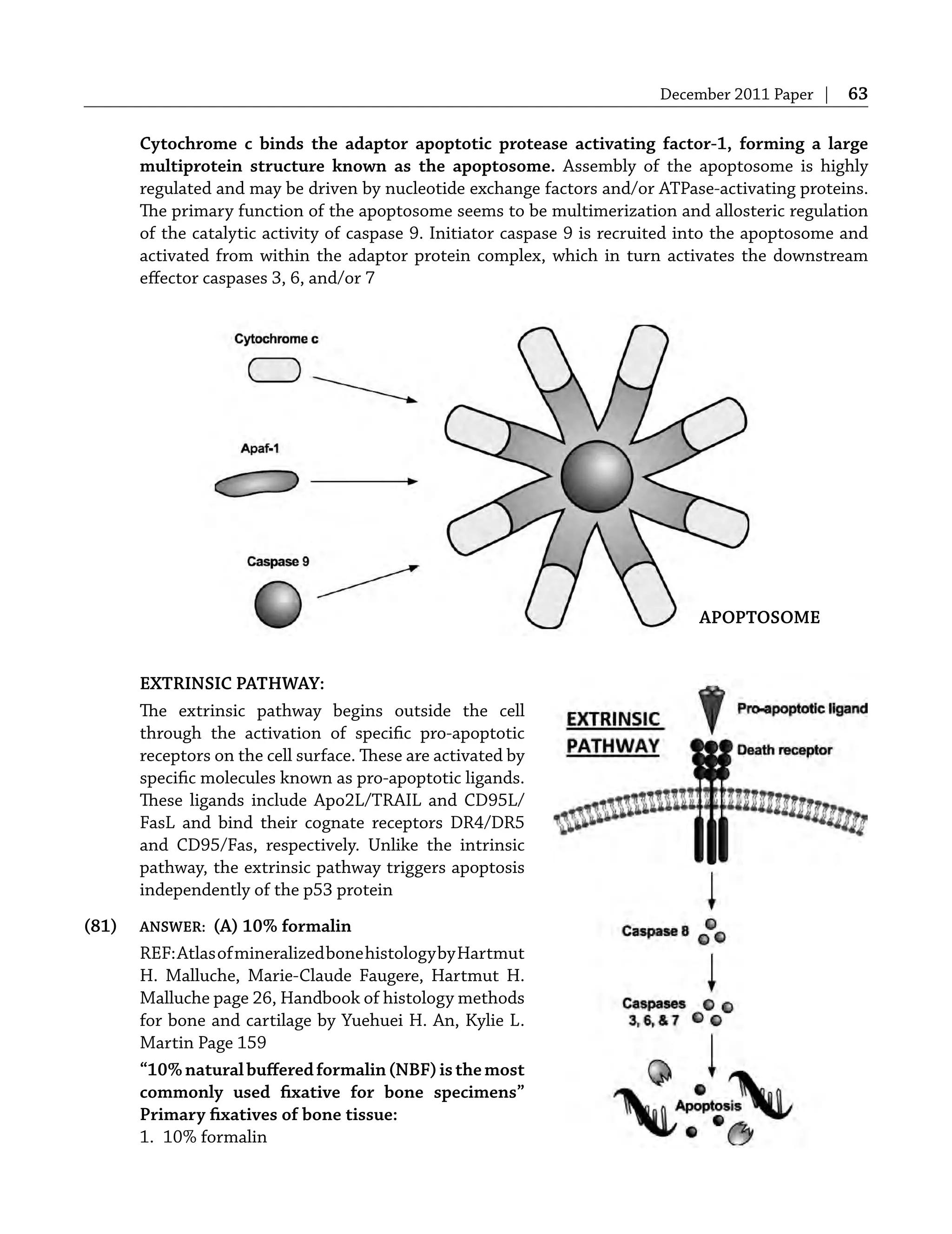 December 2011 Paper | 63
Cytochrome c binds the adaptor apoptotic protease activating factor-1, forming a large
multiprotein structure known as the apoptosome. Assembly of the apoptosome is highly
regulated and may be driven by nucleotide exchange factors and/or ATPase-activating proteins.
The primary function of the apoptosome seems to be multimerization and allosteric regulation
of the catalytic activity of caspase 9. Initiator caspase 9 is recruited into the apoptosome and
activated from within the adaptor protein complex, which in turn activates the downstream
eﬀector caspases 3, 6, and/or 7
EXTRINSIC PATHWAY:
The extrinsic pathway begins outside the cell
through the activation of speciﬁc pro-apoptotic
receptors on the cell surface. These are activated by
speciﬁc molecules known as pro-apoptotic ligands.
These ligands include Apo2L/TRAIL and CD95L/
FasL and bind their cognate receptors DR4/DR5
and CD95/Fas, respectively. Unlike the intrinsic
pathway, the extrinsic pathway triggers apoptosis
independently of the p53 protein
(81) ANSWER: (A) 10% formalin
REF:AtlasofmineralizedbonehistologybyHartmut
H. Malluche, Marie-Claude Faugere, Hartmut H.
Malluche page 26, Handbook of histology methods
for bone and cartilage by Yuehuei H. An, Kylie L.
Martin Page 159
“10%naturalbuﬀeredformalin(NBF)isthemost
commonly used ﬁxative for bone specimens”
Primary ﬁxatives of bone tissue:
1. 10% formalin
APOPTOSOME
 