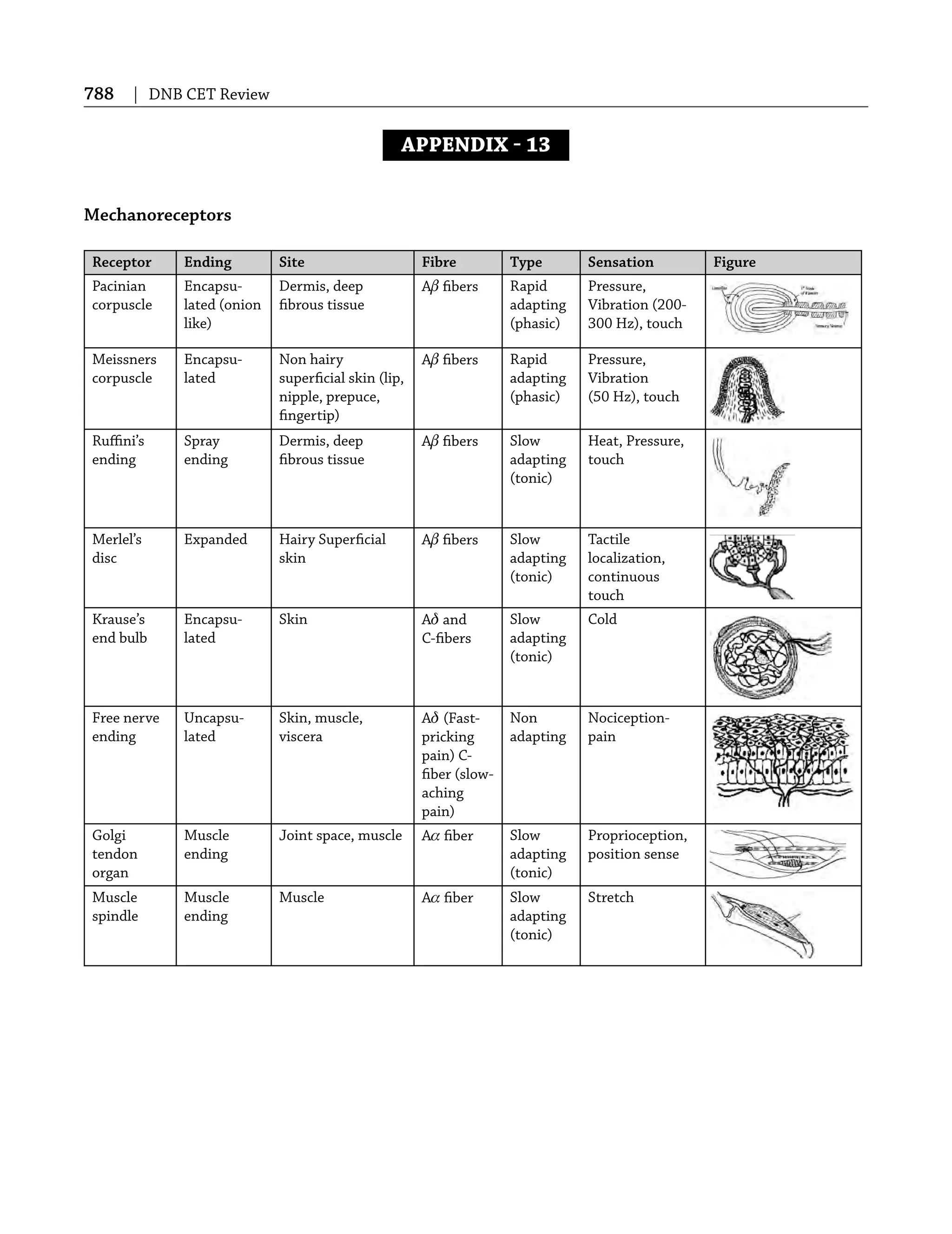 788 | DNB CET Review
APPENDIX  13
Mechanoreceptors
Receptor Ending Site Fibre Type Sensation Figure
Pacinian
corpuscle
Encapsu-
lated (onion
like)
Dermis, deep
ﬁbrous tissue
Aβ ﬁbers Rapid
adapting
(phasic)
Pressure,
Vibration (200-
300 Hz), touch
Meissners
corpuscle
Encapsu-
lated
Non hairy
superﬁcial skin (lip,
nipple, prepuce,
ﬁngertip)
Aβ ﬁbers Rapid
adapting
(phasic)
Pressure,
Vibration
(50 Hz), touch
Ruﬃni’s
ending
Spray
ending
Dermis, deep
ﬁbrous tissue
Aβ ﬁbers Slow
adapting
(tonic)
Heat, Pressure,
touch
Merlel’s
disc
Expanded Hairy Superﬁcial
skin
Aβ ﬁbers Slow
adapting
(tonic)
Tactile
localization,
continuous
touch
Krause’s
end bulb
Encapsu-
lated
Skin Aδ and
C-ﬁbers
Slow
adapting
(tonic)
Cold
Free nerve
ending
Uncapsu-
lated
Skin, muscle,
viscera
Aδ (Fast-
pricking
pain) C-
ﬁber (slow-
aching
pain)
Non
adapting
Nociception-
pain
Golgi
tendon
organ
Muscle
ending
Joint space, muscle Aα ﬁber Slow
adapting
(tonic)
Proprioception,
position sense
Muscle
spindle
Muscle
ending
Muscle Aα ﬁber Slow
adapting
(tonic)
Stretch
 