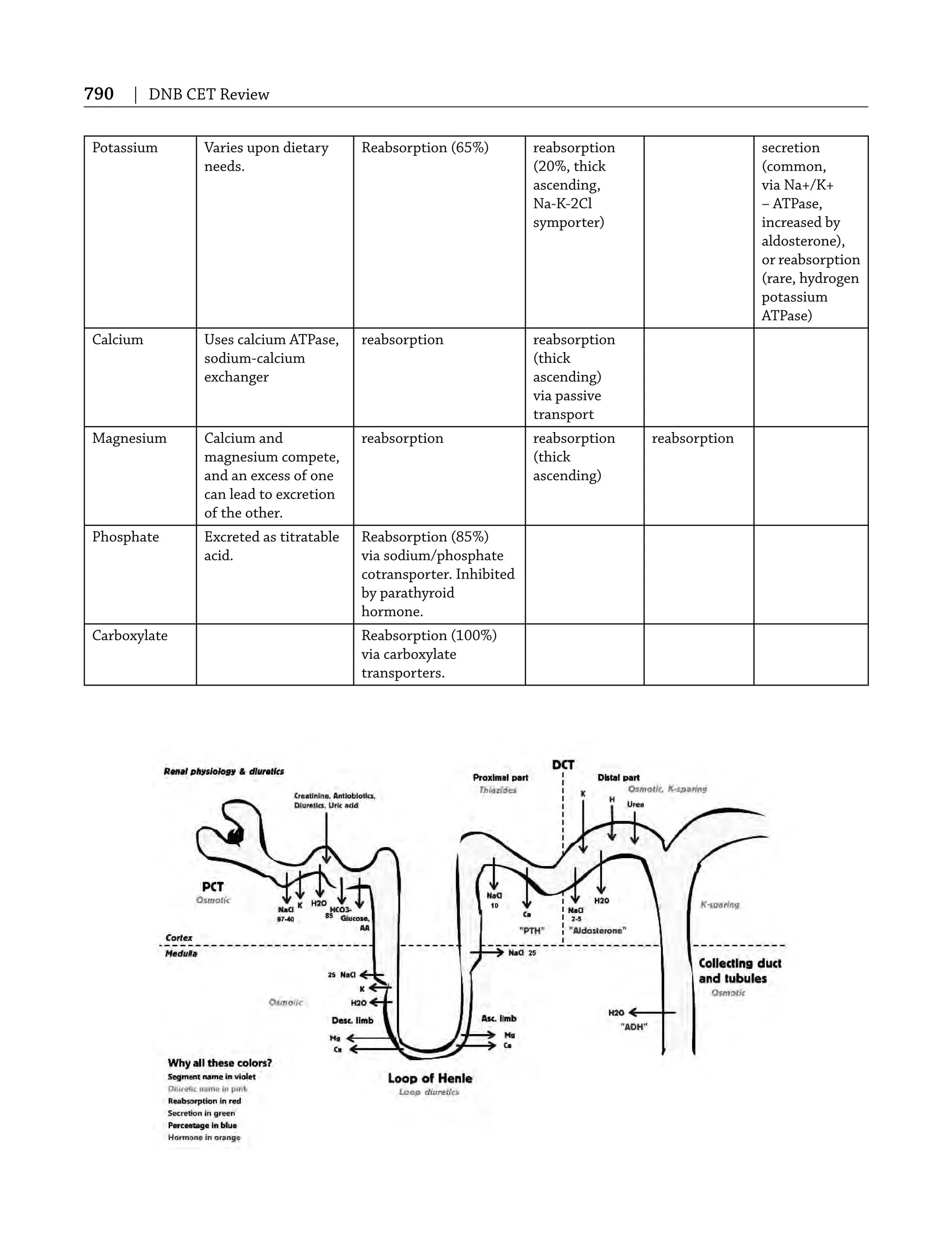790 | DNB CET Review
Potassium Varies upon dietary
needs.
Reabsorption (65%) reabsorption
(20%, thick
ascending,
Na-K-2Cl
symporter)
secretion
(common,
via Na+/K+
– ATPase,
increased by
aldosterone),
or reabsorption
(rare, hydrogen
potassium
ATPase)
Calcium Uses calcium ATPase,
sodium-calcium
exchanger
reabsorption reabsorption
(thick
ascending)
via passive
transport
Magnesium Calcium and
magnesium compete,
and an excess of one
can lead to excretion
of the other.
reabsorption reabsorption
(thick
ascending)
reabsorption
Phosphate Excreted as titratable
acid.
Reabsorption (85%)
via sodium/phosphate
cotransporter. Inhibited
by parathyroid
hormone.
Carboxylate Reabsorption (100%)
via carboxylate
transporters.
 