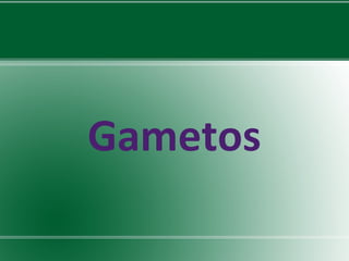 Gametos 
 