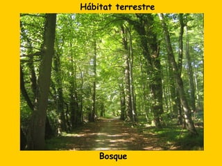 Hábitat terrestre




    Bosque
 