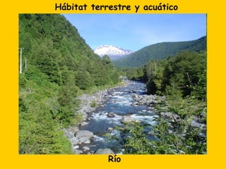 Hábitat terrestre y acuático




            Río
 