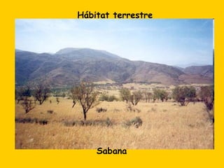 Hábitat terrestre




    Sabana
 