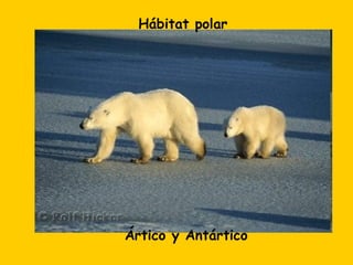 Hábitat polar




Ártico y Antártico
 