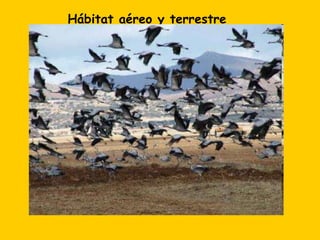 Hábitat aéreo y terrestre
 