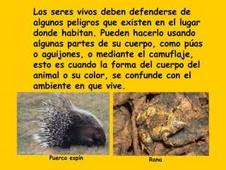 Los seres vivos deben defenderse de
algunos peligros que existen en el lugar
donde habitan. Pueden hacerlo usando
algunas partes de su cuerpo, como púas
o aguijones, o mediante el camuflaje,
esto es cuando la forma del cuerpo del
animal o su color, se confunde con el
ambiente en que vive.




   Puerco espín            Rana
 
