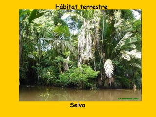 Hábitat terrestre




    Selva
 