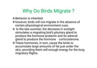 



Behavior is inherited.
however, birds will not migrate in the absence of
certain physiological environment cues.
In the late summer, the decrease in sunlight
stimulates a migrating bird’s pituitary gland to
produce the hormone prolactin and its adrenal
gland to produce the hormone corticosterone.
These hormones, in turn, cause the birds to
accumulate large amounts of fat just under the
skin, providing them will enough energy for the long
migratory ﬂights.
Why Do Birds Migrate ?
 
