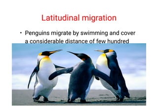 Latitudinal migration
• Penguins migrate by swimming and cover
a considerable distance of few hundred
miles.
 