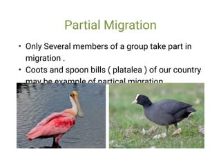 Partial Migration
•
•
Only Several members of a group take part in
migration .
Coots and spoon bills ( platalea ) of our country
may be example of partical migration.
 