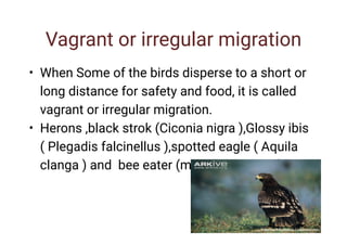 Vagrant or irregular migration
•
•
When Some of the birds disperse to a short or
long distance for safety and food, it is called
vagrant or irregular migration.
Herons ,black strok (Ciconia nigra ),Glossy ibis
( Plegadis falcinellus ),spotted eagle ( Aquila
clanga ) and bee eater (merops apiaster ).
 