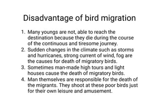Disadvantage of bird migration
1.
2.
3.
4.
Many youngs are not, able to reach the
destination because they die during the course
of the continuous and tiresome journey.
Sudden changes in the climate such as storms
and hurricanes, strong current of wind, fog are
the causes for death of migratory birds.
Sometimes man-made high tours and light
houses cause the death of migratory birds.
Man themselves are responsible for the death of
the migrants. They shoot at these poor birds just
for their own leisure and amusement.
 