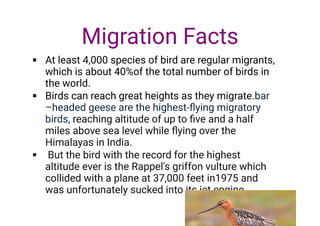 


At least 4,000 species of bird are regular migrants,
which is about 40%of the total number of birds in
the world.
Birds can reach great heights as they migrate.bar
–headed geese are the highest-ﬂying migratory
birds, reaching altitude of up to ﬁve and a half
miles above sea level while ﬂying over the
Himalayas in India.
But the bird with the record for the highest
altitude ever is the Rappel's griffon vulture which
collided with a plane at 37,000 feet in1975 and
was unfortunately sucked into its jet engine.
Migration Facts
 