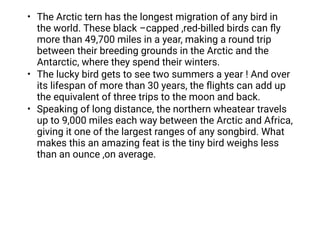 •
•
•
The Arctic tern has the longest migration of any bird in
the world. These black –capped ,red-billed birds can ﬂy
more than 49,700 miles in a year, making a round trip
between their breeding grounds in the Arctic and the
Antarctic, where they spend their winters.
The lucky bird gets to see two summers a year ! And over
its lifespan of more than 30 years, the ﬂights can add up
the equivalent of three trips to the moon and back.
Speaking of long distance, the northern wheatear travels
up to 9,000 miles each way between the Arctic and Africa,
giving it one of the largest ranges of any songbird. What
makes this an amazing feat is the tiny bird weighs less
than an ounce ,on average.
 