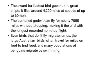 •
•
•
The award for fastest bird goes to the great
snipe: It ﬂies around 4,200miles at speeds of up
to 60mph.
The bar-tailed godwit can ﬂy for nearly 7000
miles without stopping, making it the bird with
the longest recorded non-stop ﬂight.
Even birds that don’t ﬂy migrate. emus, the
large Australian birds, often travel for miles on
foot to ﬁnd food, and many populations of
penguins migrate by swimming.
 
