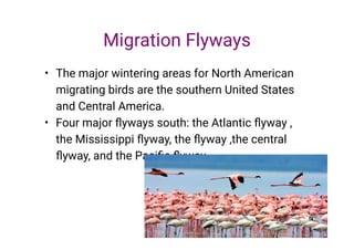 •
•
The major wintering areas for North American
migrating birds are the southern United States
and Central America.
Four major ﬂyways south: the Atlantic ﬂyway ,
the Mississippi ﬂyway, the ﬂyway ,the central
ﬂyway, and the Paciﬁc ﬂyway
Migration Flyways
 