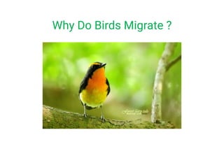 Why Do Birds Migrate ?
 