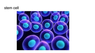 stem cell
 