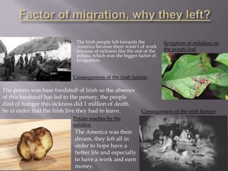 The Irish people left towards the
America because there wasn’t of work
because of sickness like the one of the
potato, which was the bigger factor of
emigration.

Symptom of milidiou on
the potato leaf

Consequences of the irish famine

The potato was base foodstuff of Irish so the absence
of this foodstuff has led to the penury, the people
died of hunger this sickness did 1 million of death.
So in order that the Irish live they had to leave.
Potato reaches by the
mildiou

The America was their
dream, they left all in
order to hope have a
better life and especially
to have a work and earn
money.

Consequences of the irish famine

 