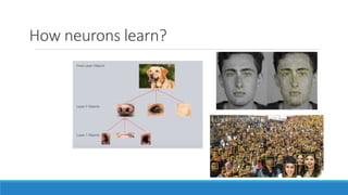 How neurons learn?
 