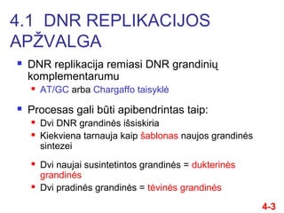  DNR replikacija remiasi DNR grandinių
komplementarumu
 AT/GC arba Chargaffo taisyklė
 Procesas gali būti apibendrintas...