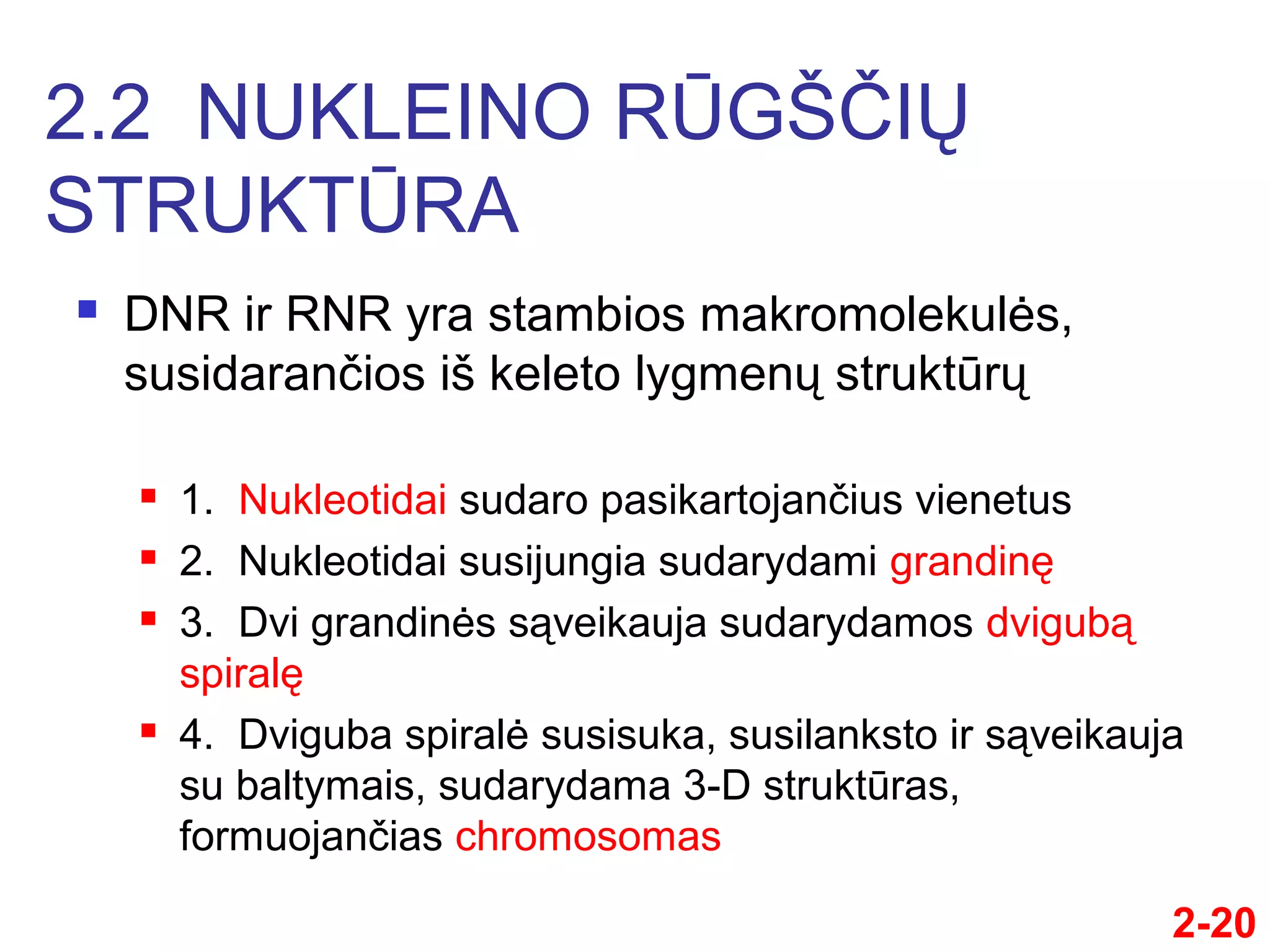 DNR ir RNR molekulinė struktūra | PPT