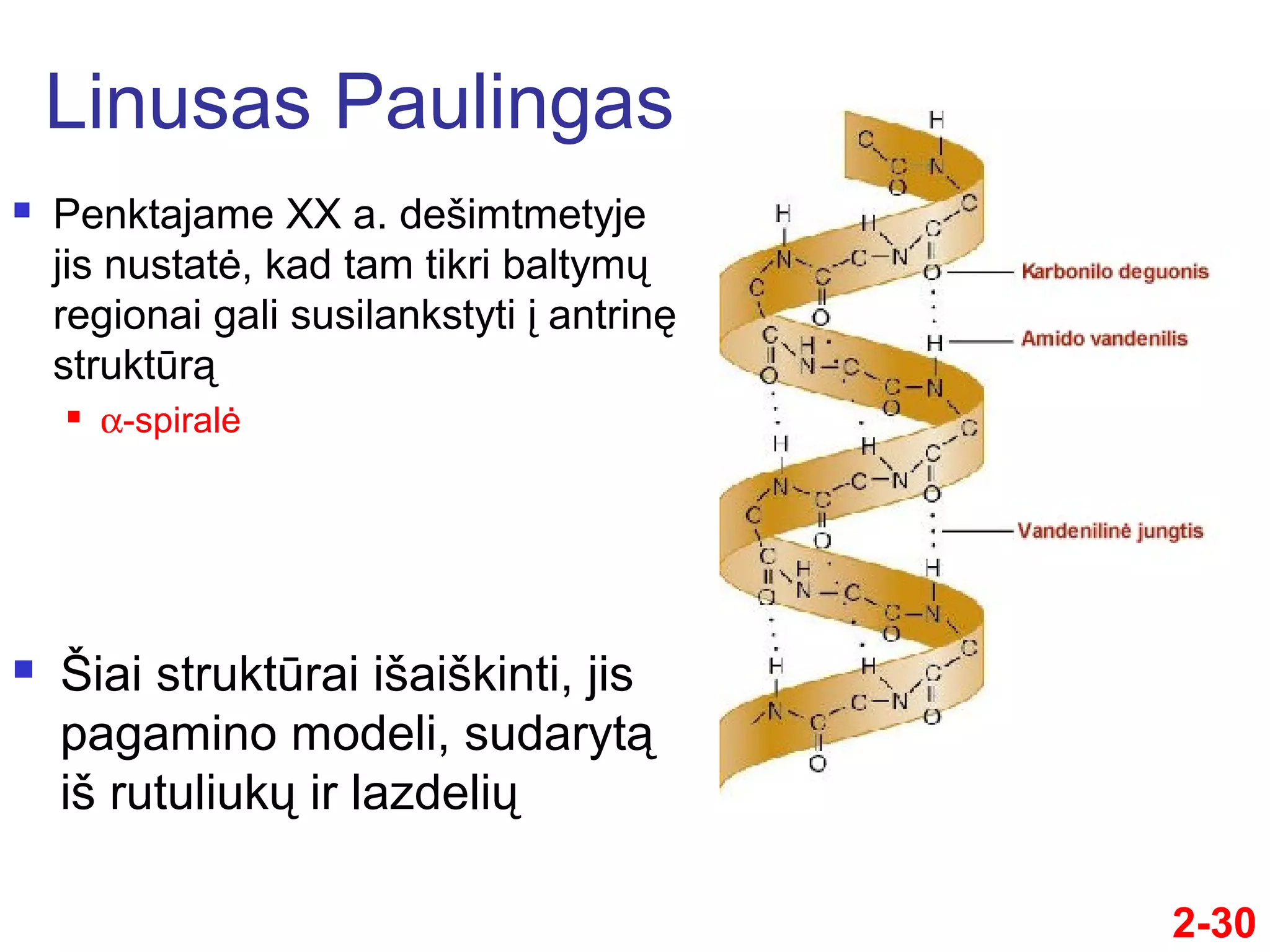 DNR ir RNR molekulinė struktūra | PPT